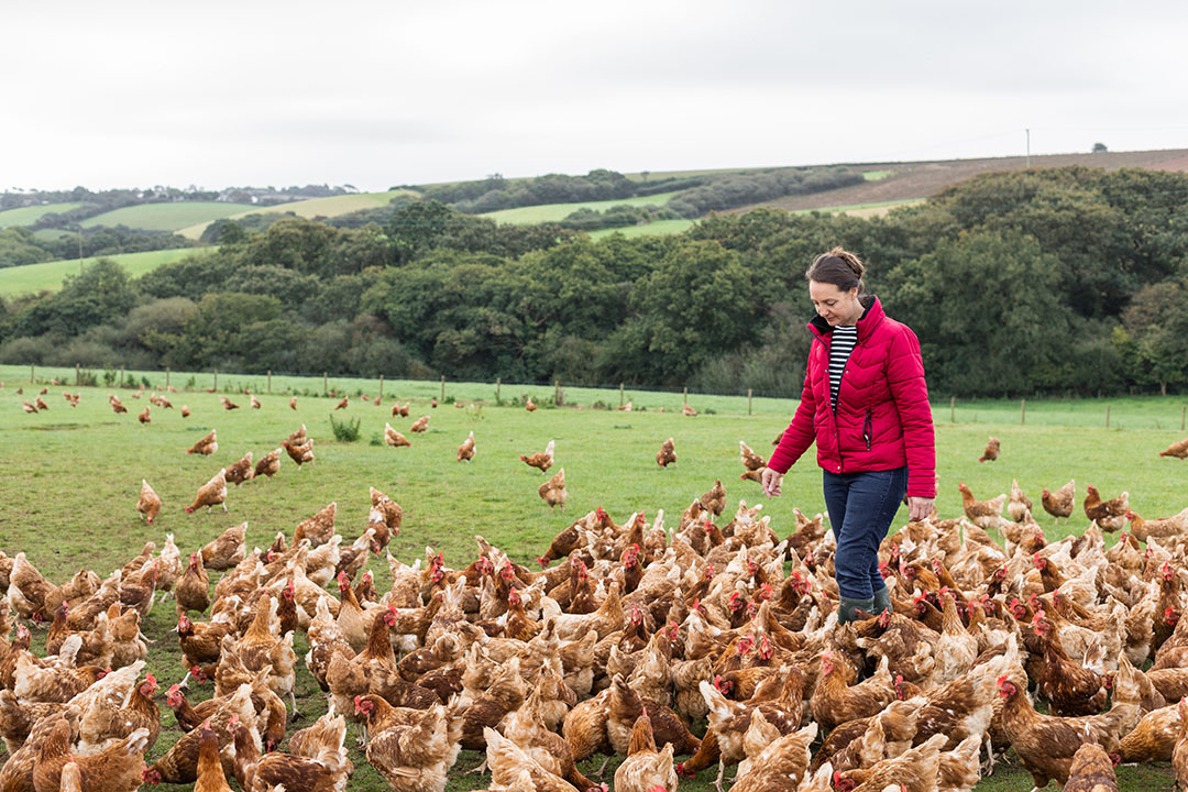 Omega 3 from algae for nutritious eggs Poultry World