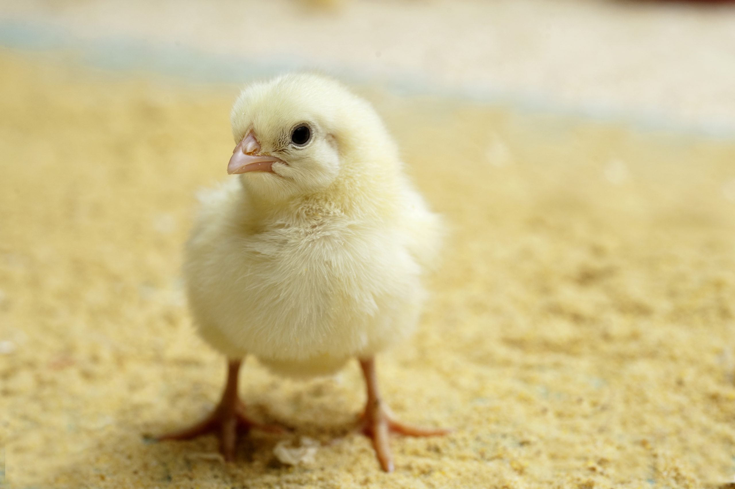 The art of nourishing day old chicks - Poultry World