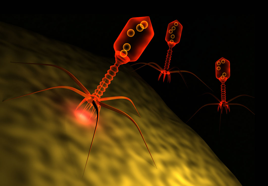 Вирус бактериофаг