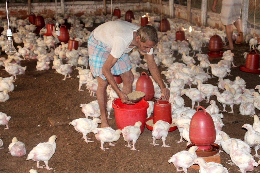 sharing-poultry-production-best-practices-in-bangladesh-poultry-world