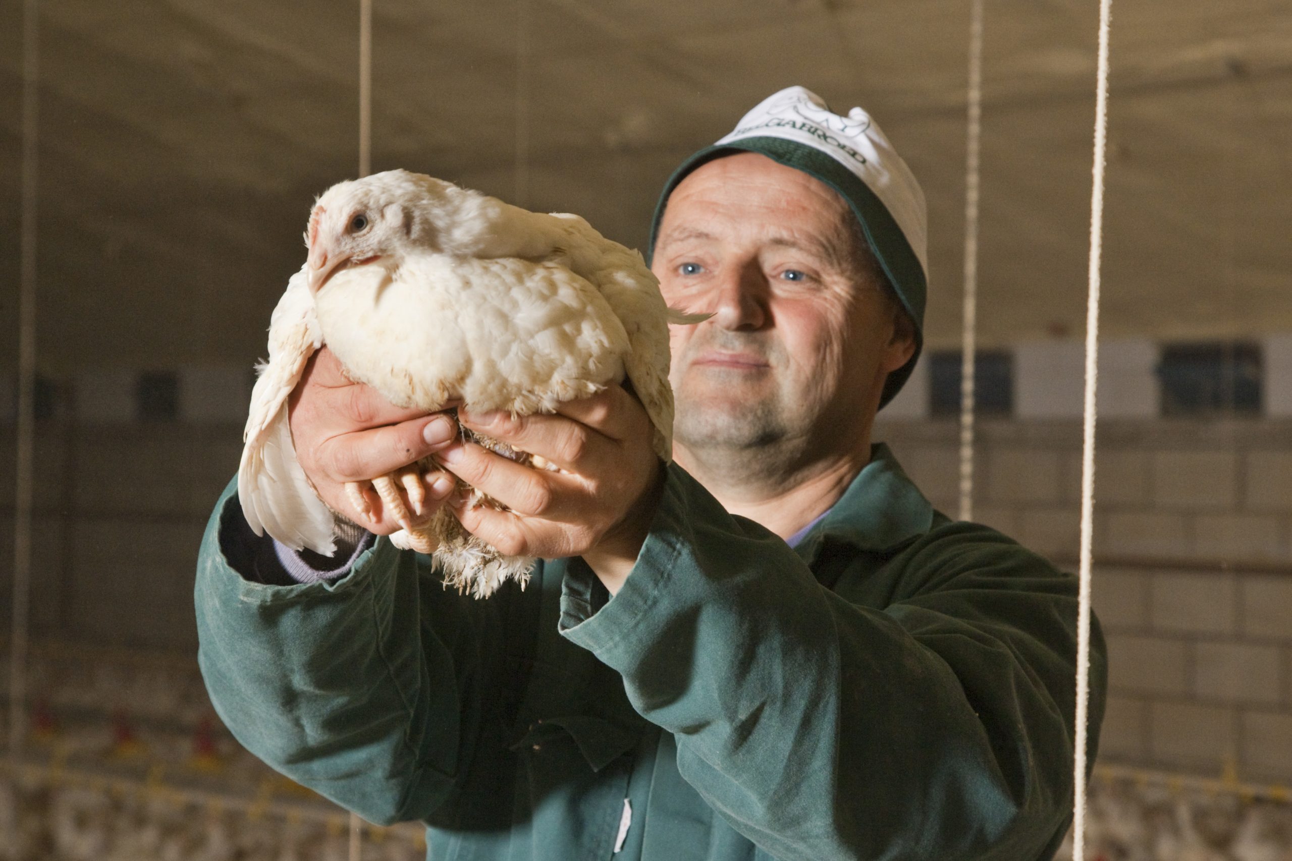 Carcass Quality Affected By Nutrition And Management Poultry World