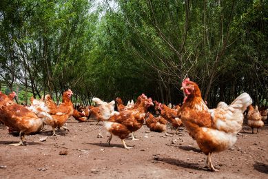 US-based Egg Innovations has taken its flock past the 100 week mark, not with white birds, but with using a Hyline Brown bird. It found that the flock was still laying at 86% at 80 weeks and was maintained fully feathered at 106 weeks. Photo: Herbert Wiggerman