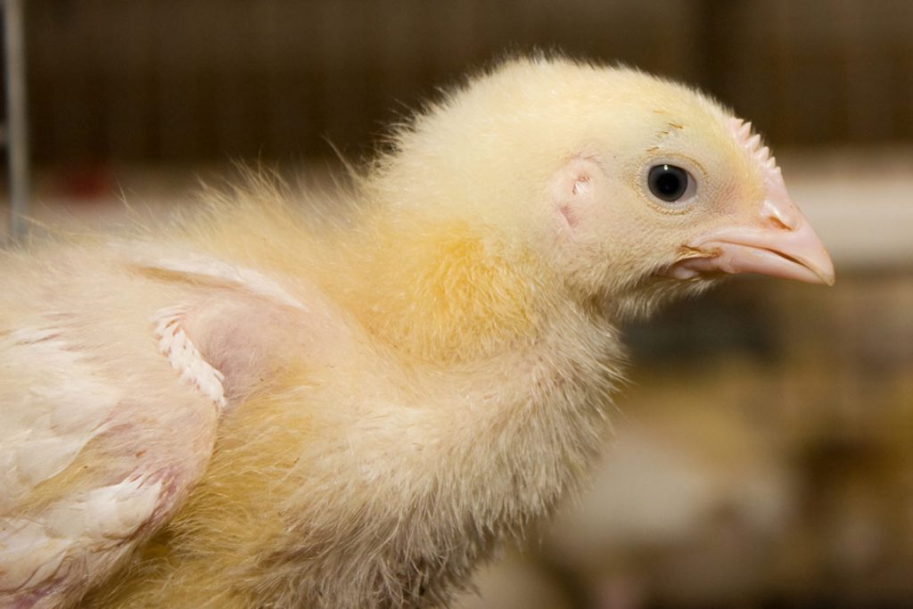 Escherichia coli infections in broiler production - Poultry World