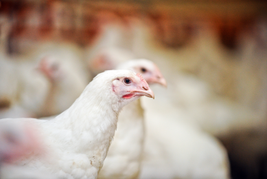 Study: Enzymes and microbial in broiler diets