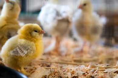 Stress is energetically costly in chickens. In broilers, for example, exposure to stress suppresses weight gain and heart development, increases oxidative damage and shifts investment from musculoskeletal growth and into fat deposition and antioxidant production. Photo: Jason Leung