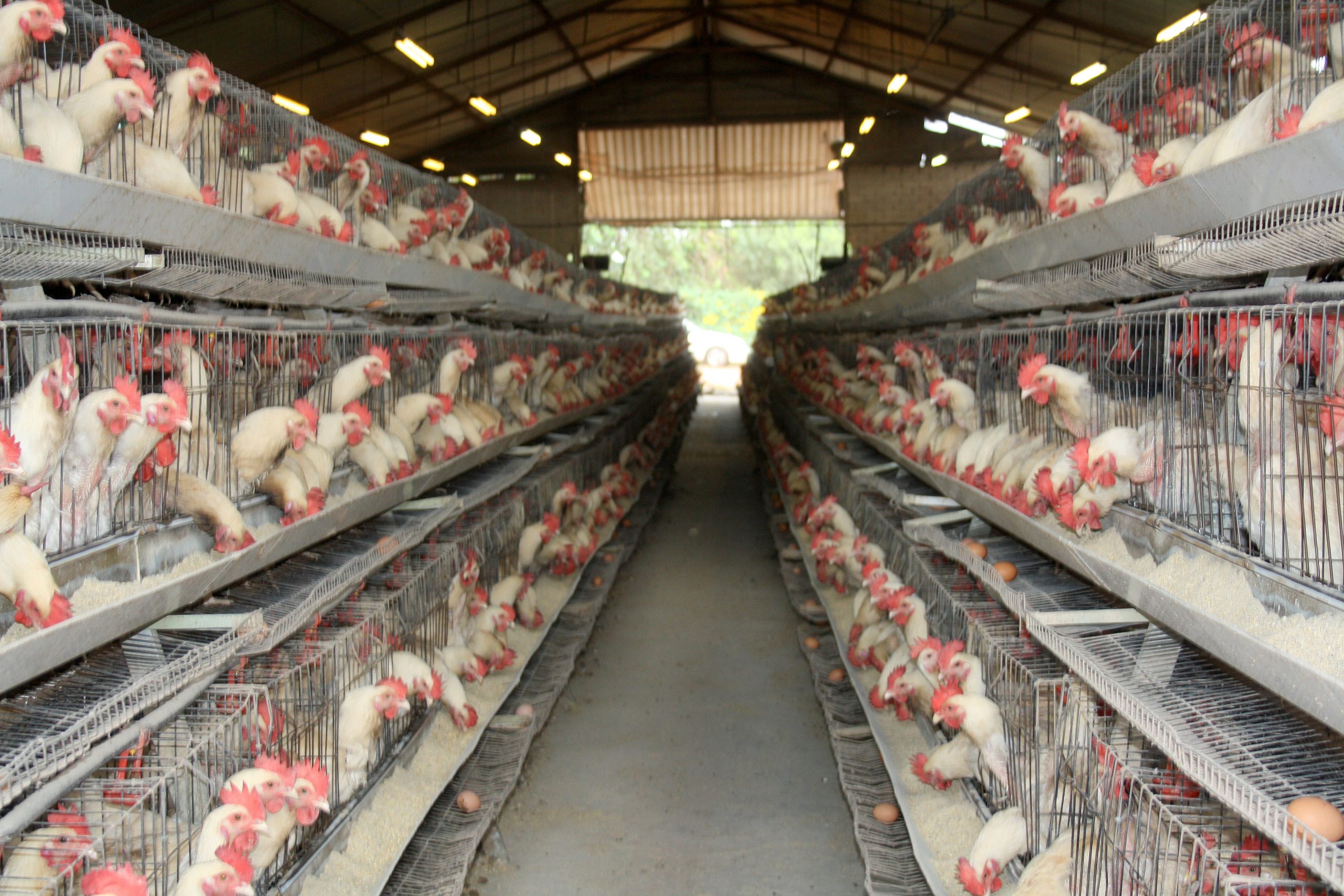 Chickens Can Provide A Nice Boost To Income - Poultry World