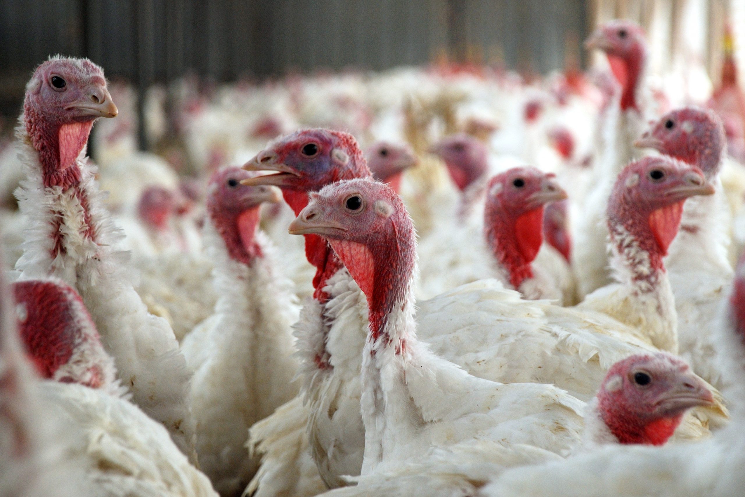 Antibiotic reduction in turkeys - Poultry World