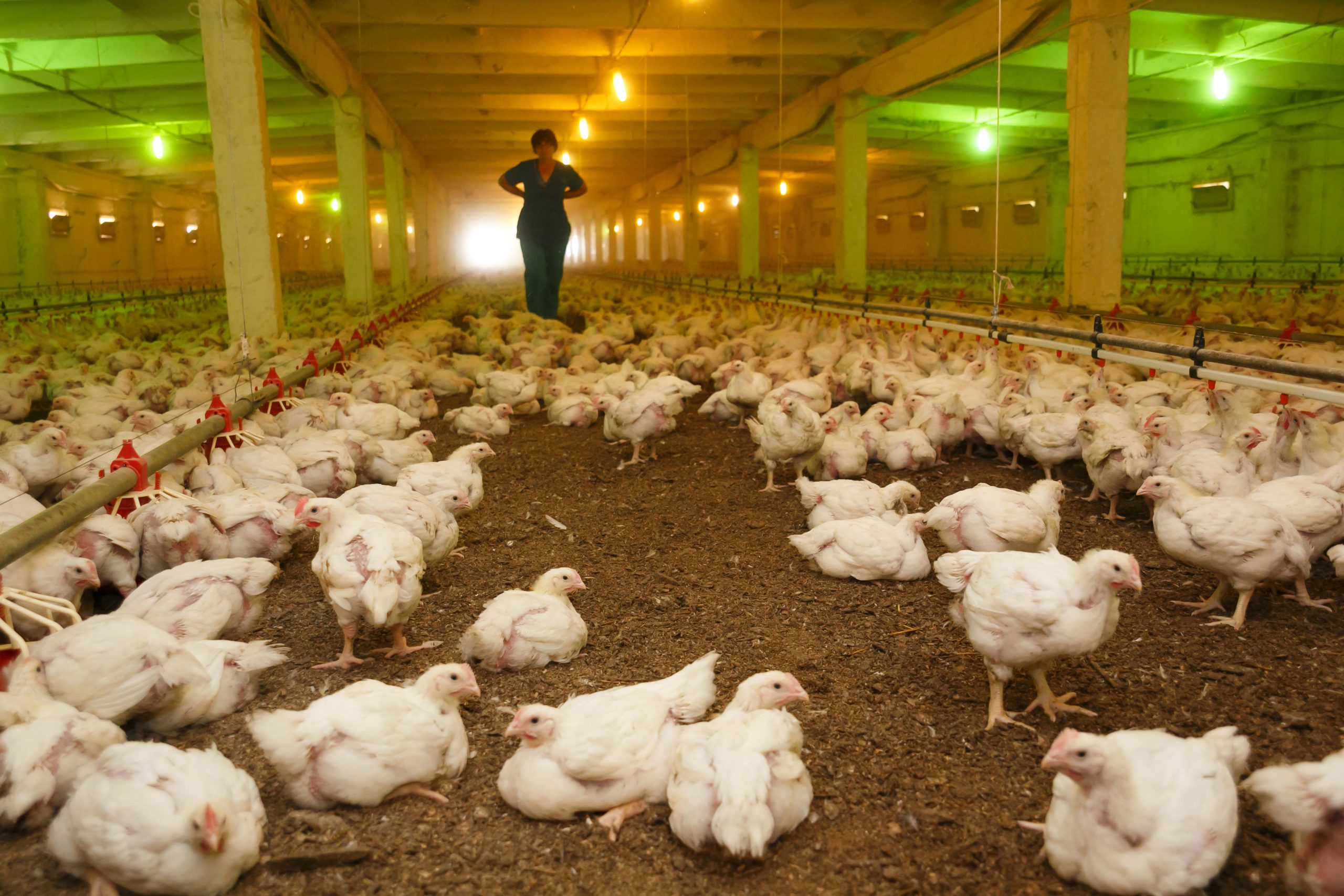 AI could upset Ukrainian poultry exports - Poultry World