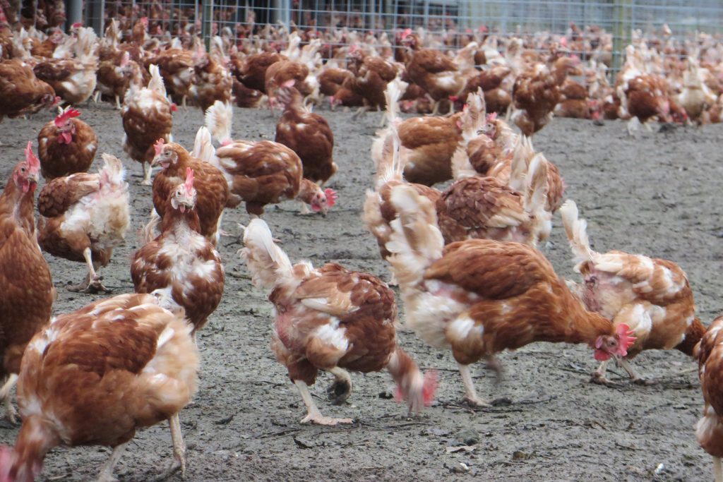 Uniform Standards For Organic Production Poultry World