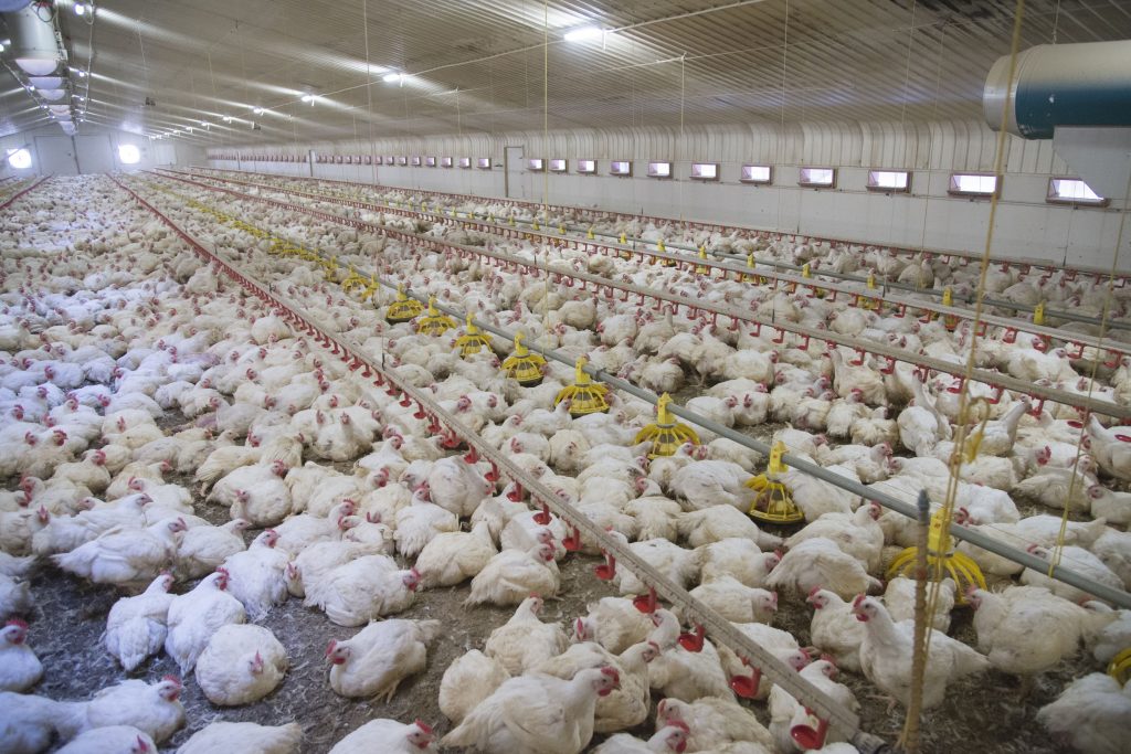 How to get the most from a poultry flock health plan - Poultry World