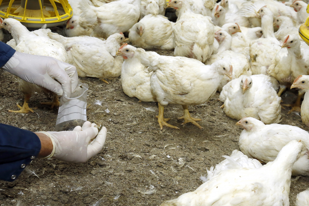 Reducing antibiotics: A case study - Poultry World