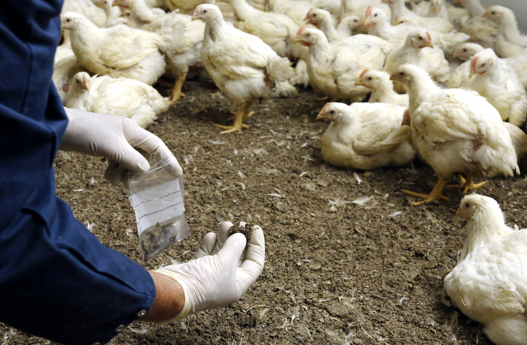 Assessing global trends in bacterial enteritis - Poultry World