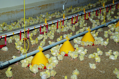 Due to the low filling level and subsequently always fresh feed, there was a low stimulus for the chicks to use the bowl for scratching