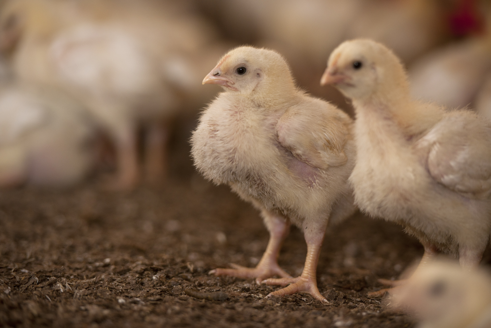 Dietary Treatments For Major Poultry Diseases - Poultry World