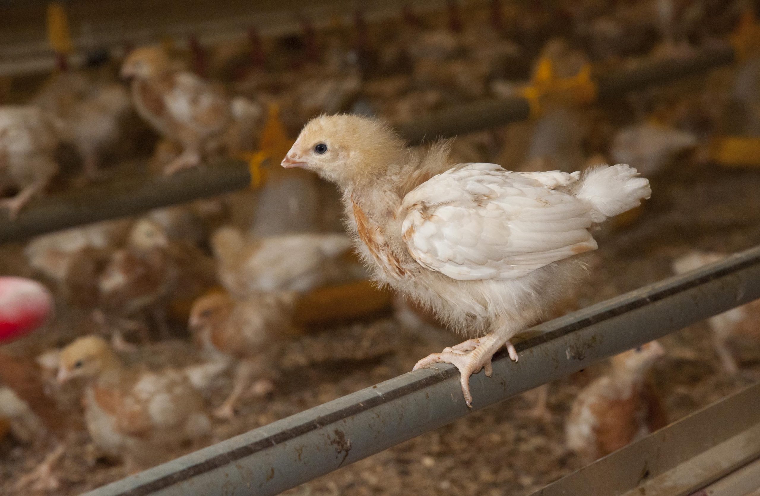 A Guide To Giving Hens The Best Start In Life Poultry World