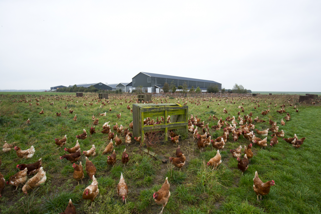 Pasture-Raised Chicken  Vernon Family Farm in NH
