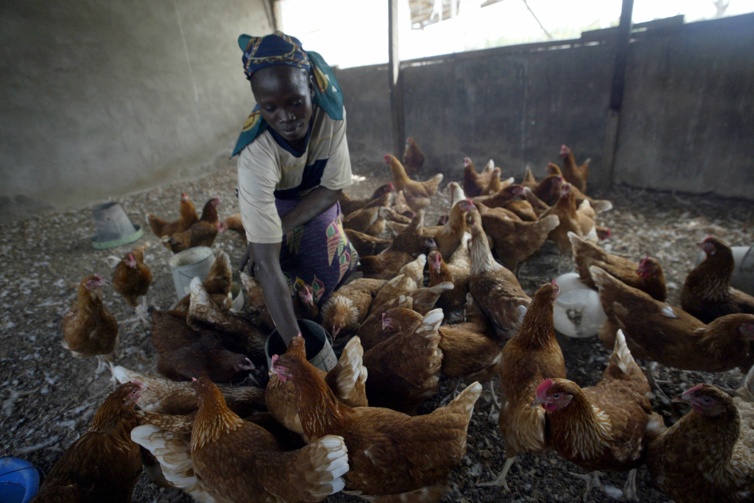 Funding Boosts Poultry Production In Rural Africa - Poultry World