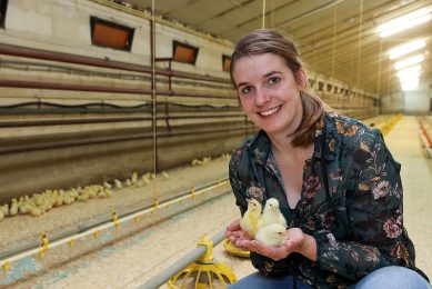 At the lower density, the slowest growing breed was found to have slightly better welfare, with lower mortality. Photo: Bert Jansen