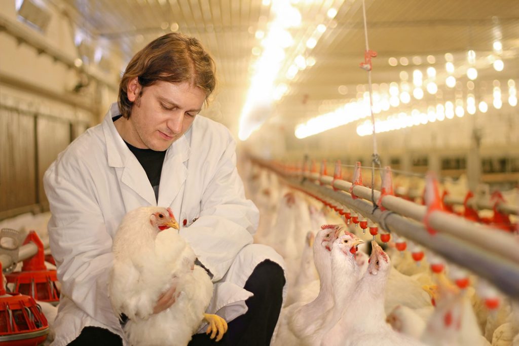 strategies-to-master-heat-stress-in-poultry-poultry-world