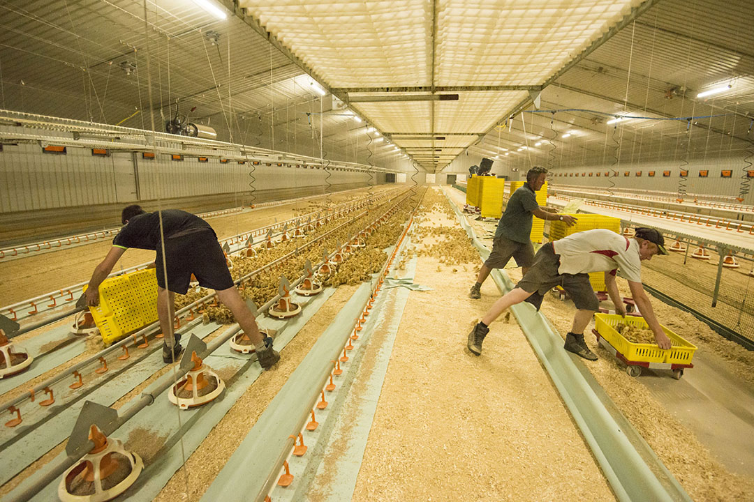 Poultry farm incomes soar in England for 2017/18 - Poultry World