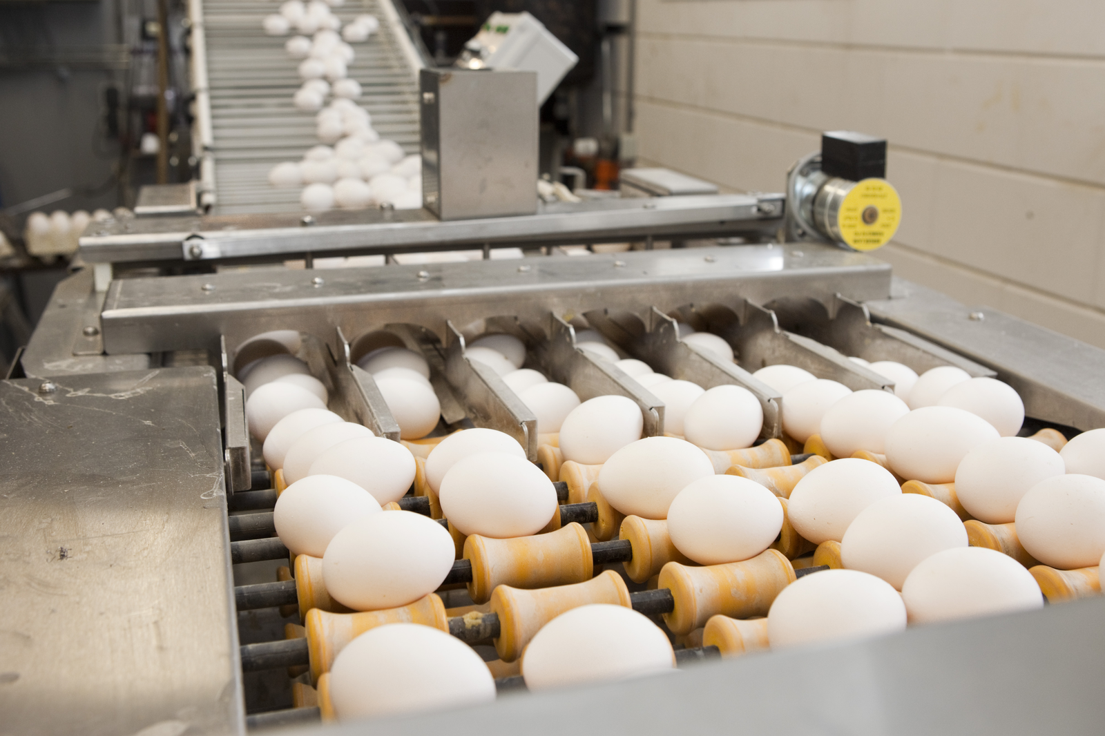 US egg consumption grows for a fifth consecutive year - Poultry World