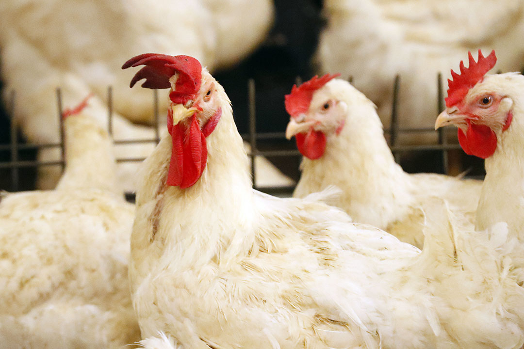 Russia wants to cut import-dependence breeding stock - Poultry World