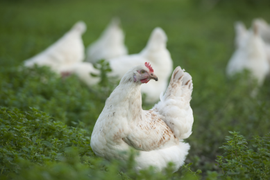 North Carolina bans live poultry shows due to HPAI