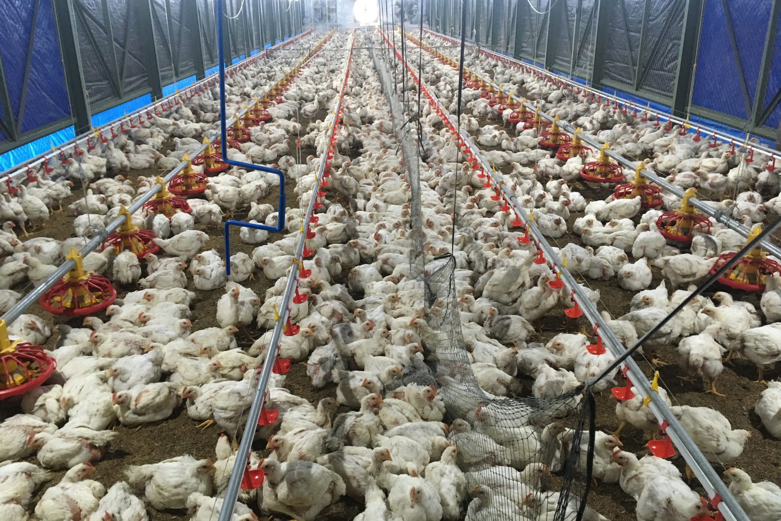 Ventilation In The Poultry House Makes A World Of Difference Poultry 