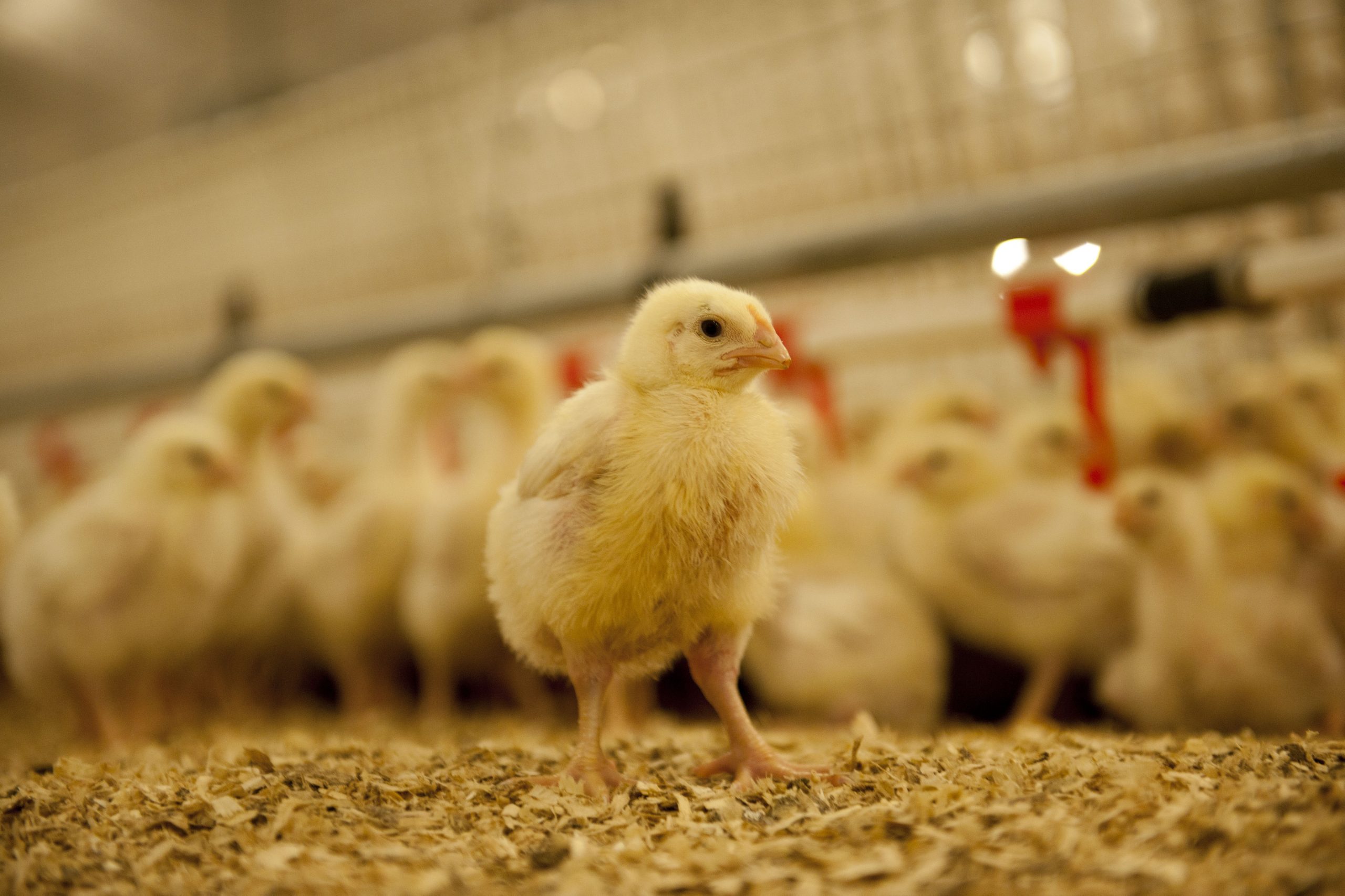 Canada: Funding provided to prevent male chick culling - Poultry World