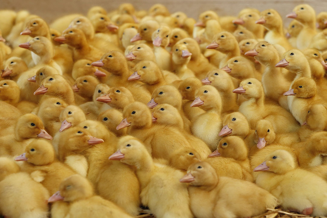 Duck meat drives up Russian poultry exports - Poultry World