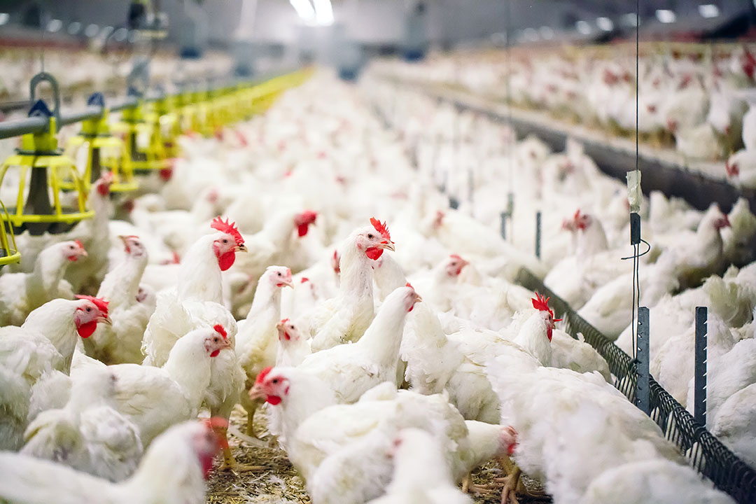 Chicken consumption signals new geological epoch - Poultry World