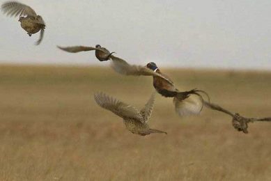 LPAI in Irish game birds