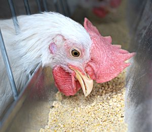 EU puts off organic poultry feed rules till 2014