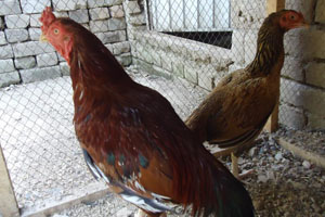 Desi Murga Idiyn Sex - Backyard farms with native breeds still important in Indian egg supply -  Poultry World