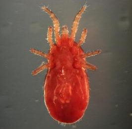 Red mite bacteria to control poultry pests