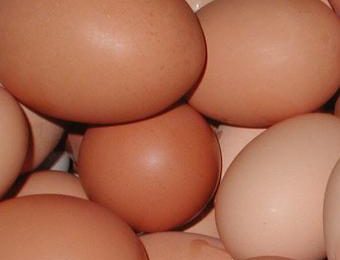 Price of eggs set to sky-rocket