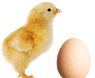 Chickens and eggs – leaders in energy performance