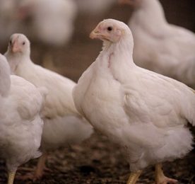 Poultry diseases around the world