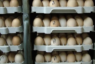 Trial: Impact of egg warming prior to incubation