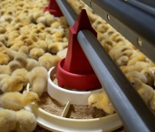 Poultry nutrition moves towards higher standards