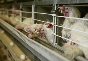 Salmonella thrives in cage housing