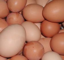 New egg safety rules dramatic for small Aussie producers