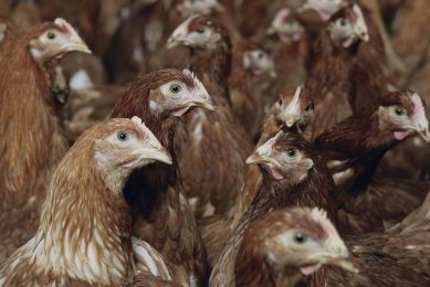 Genome-wide selection in poultry