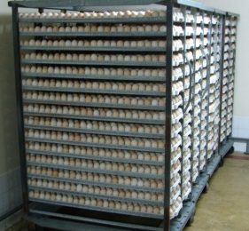 Broiler performance and pre-incubation storage conditions investigated