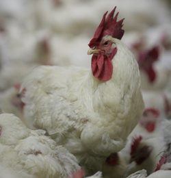 Breeder chickens show different behaviors