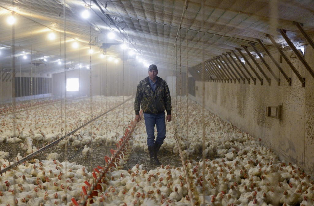 Can robots replace the farmer in the broiler house? - Poultry World