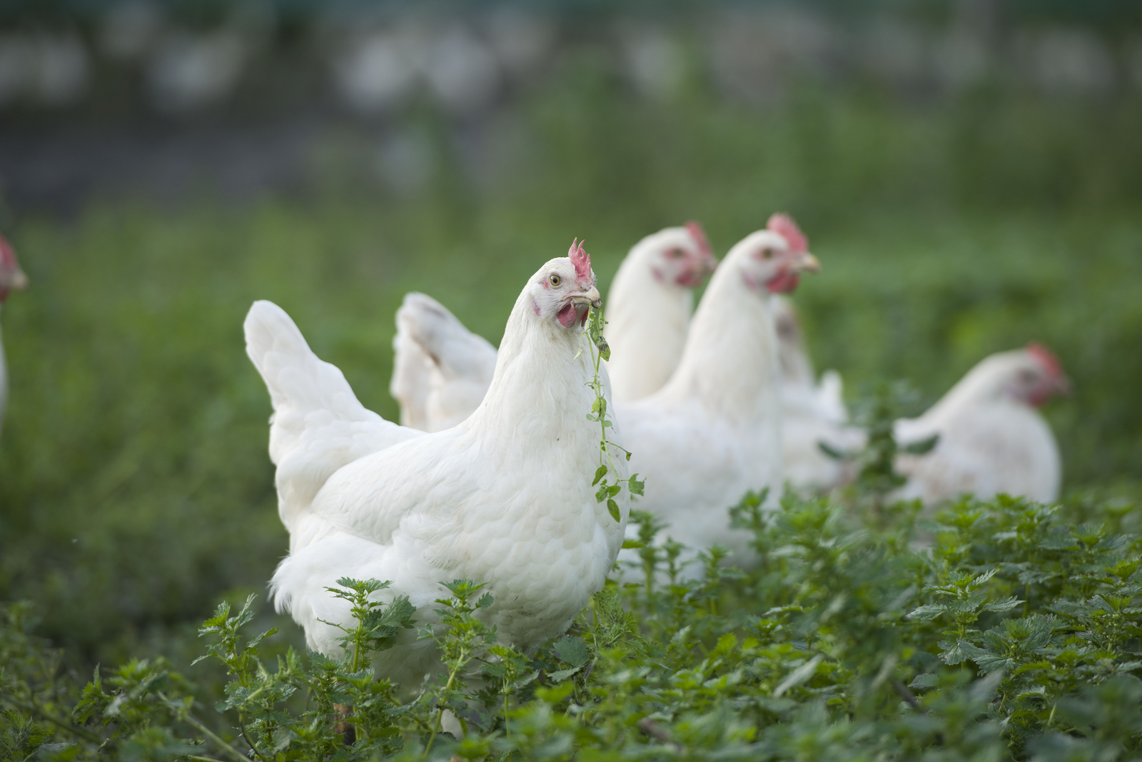 Ways To Integrate Poultry With Pasture Species - Poultry World