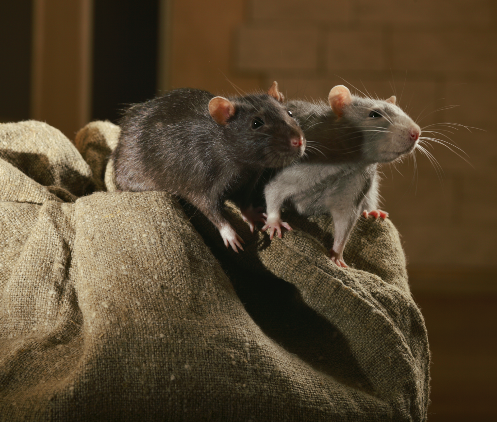 How to Keep Rats & Mice Away from Your Home This Autumn