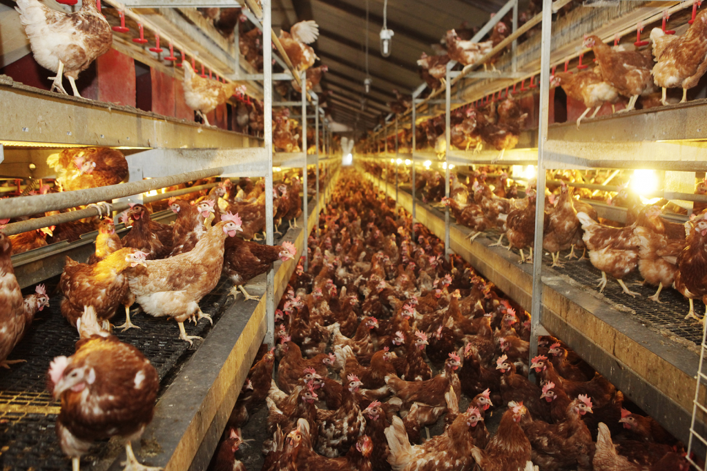 Disinfection during lay keeps birds healthy - Poultry World