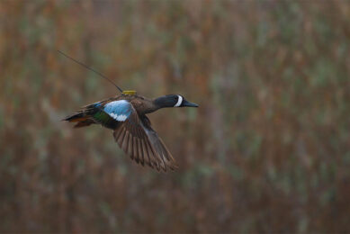 Researchers used satellite technology to track the movement of 42 blue-winged teal by harnessing the birds with a lightweight, solar-powered satellite transmitter. Researchers could characterise migration timing, identify when birds were on the ground, and approximate the distance between birds and poultry facilities. Photo: Jonas Bonnedahl